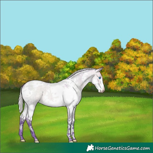 Horse Color:Watercolor Silver Brown Roan Dun Splash Tobiano Appaloosa 