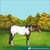 Horse Color:Bay Appaloosa 