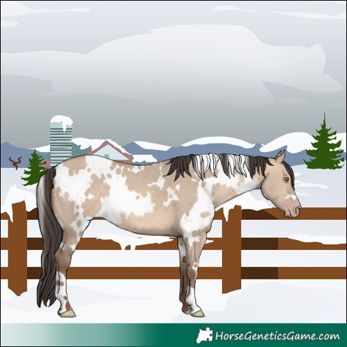 Horse Color:White Spotted Sable Champagne Dun 