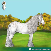 Horse Color:Silver Blue Roan Splash Appaloosa 