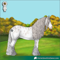 Horse Color:Silver Blue Roan Splash Appaloosa