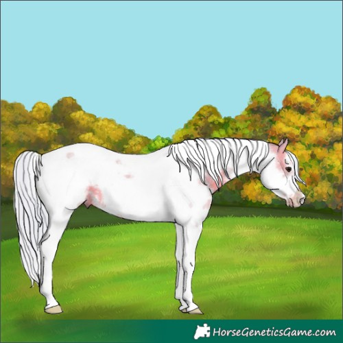 Horse Color:Watercolor White Spotted Silver Smoky Grullo Tobiano Frame 