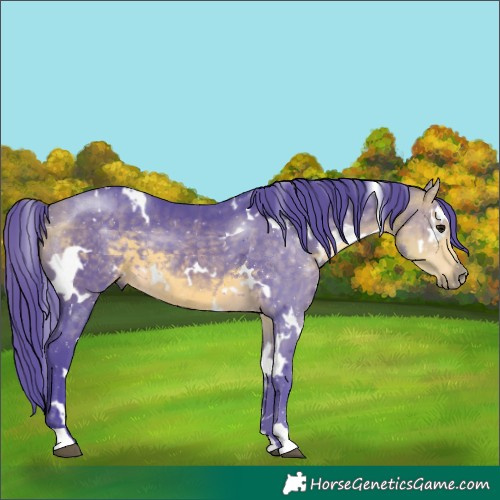 Horse Color:Watercolor White Spotted Buckskin 