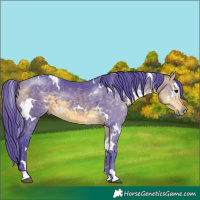 Horse Color:Watercolor White Spotted Buckskin 