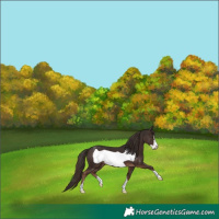 Horse Color:Liver Chestnut Frame 