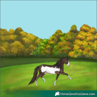 Horse Color:Liver Chestnut Frame