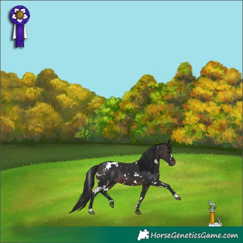 Horse Color:White Spotted Brown 