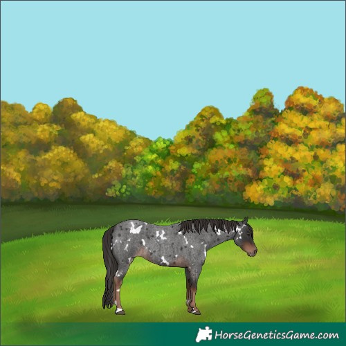 Horse Color:White Spotted Liver Red Roan 