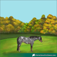 Horse Color:White Spotted Liver Red Roan