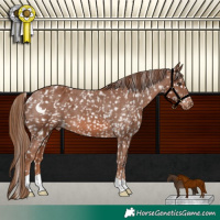 Horse Color:Chestnut Appaloosa