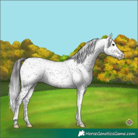 Horse Color:Bay Sabino 