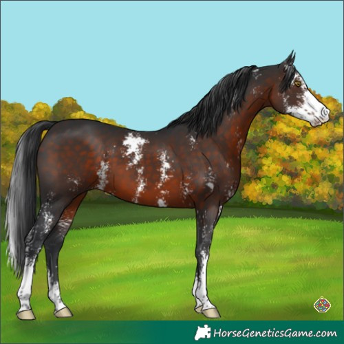 Horse Color:Brown Sabino 