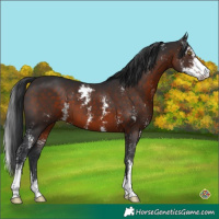 Horse Color:Brown Sabino
