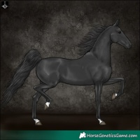 Horse Color:Black 