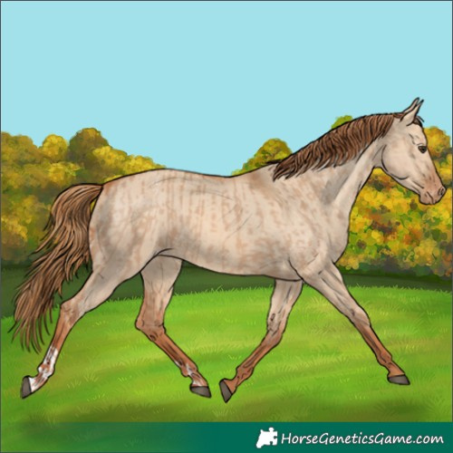 Horse Color:Red Dun Appaloosa  and Red Dun Appaloosa 