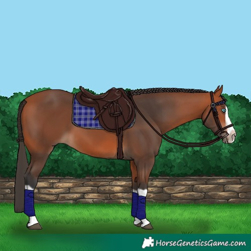 Horse Color:Bay Splash Frame 