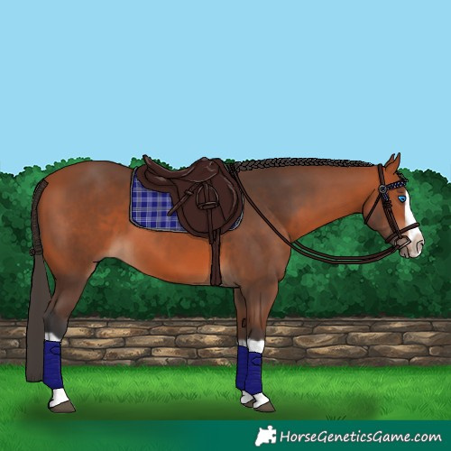 Horse Color:Bay Splash Frame 