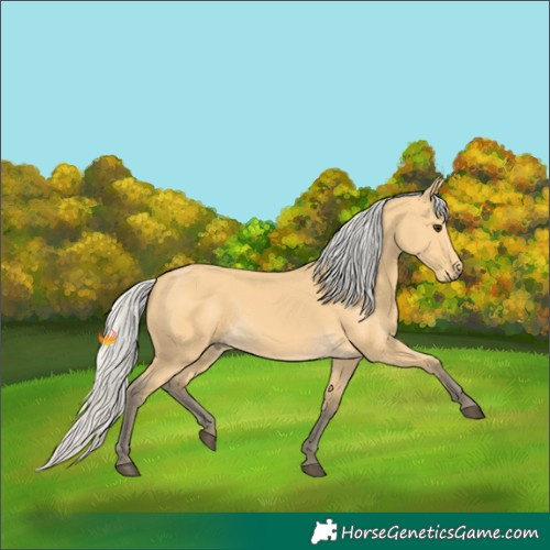 Horse Color:Silver Buckskin 