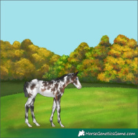 Horse Color:White Spotted Brown Frame 
