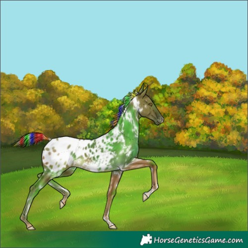 Horse Color:Painted White Spotted Chocolate Palomino Dun Appaloosa 