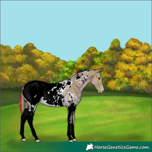Horse Color:Painted Watercolor White Spotted Chocolate Palomino Dun Tobiano Appaloosa 