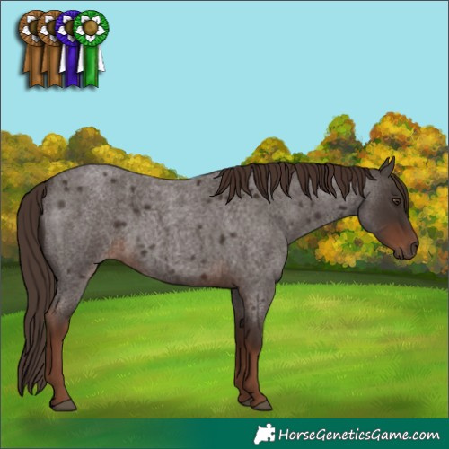 Horse Color:Liver Red Roan Rabicano 
