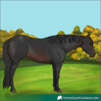 Horse Color:White Spotted Brown 