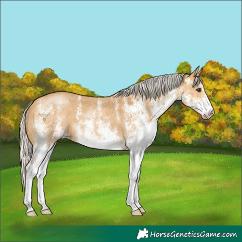 Horse Color:White Spotted Silver Buckskin 
