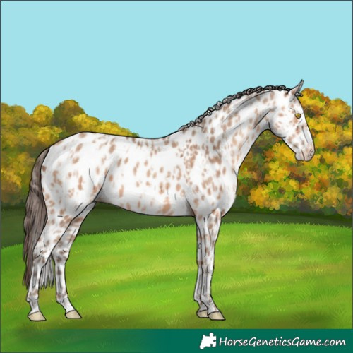 Horse Color:Amber Champagne Leopard and Amber Champagne Leopard