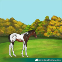 Horse Color:Gray Bay Tobiano Appaloosa 