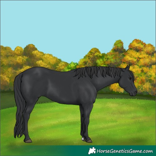 Horse Color:Black 
