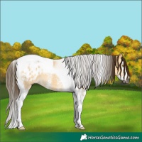 Horse Color:Gray Buckskin Dun Sabino Splash Tobiano Blanket Rabicano 