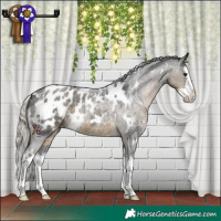 Horse Color:White Spotted Silver Smoky Blue Roan Splash Appaloosa