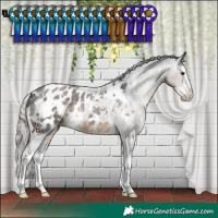 Horse Color:White Spotted Silver Smoky Blue Roan Splash Appaloosa