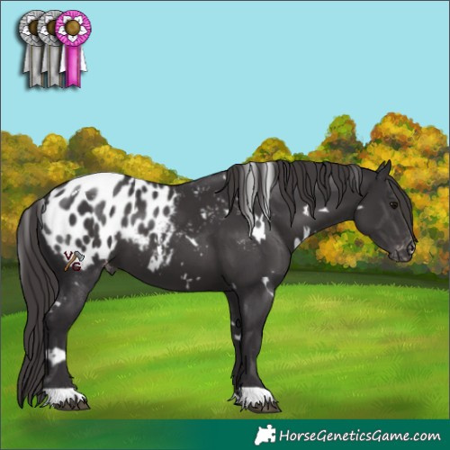 Horse Color:White Spotted Smoky Black Blanket 