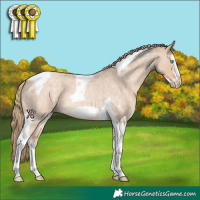 Horse Color:Perlino Roan Splash Tobiano Frame