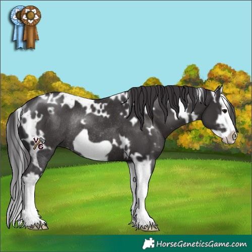 Horse Color:White Spotted Smoky Black Splash Frame Rabicano 