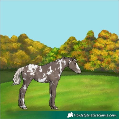 Horse Color:White Spotted Silver Black Frame Appaloosa 
