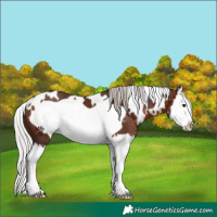 Horse Color:White Spotted Silver Brown Splash Frame
