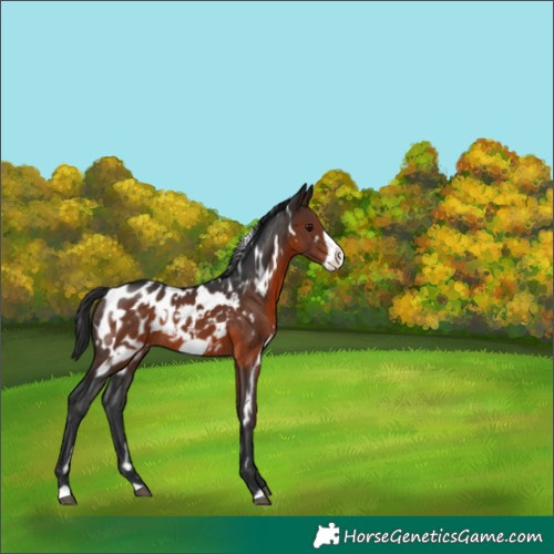 Horse Color:White Spotted Brown Frame Appaloosa Rabicano 