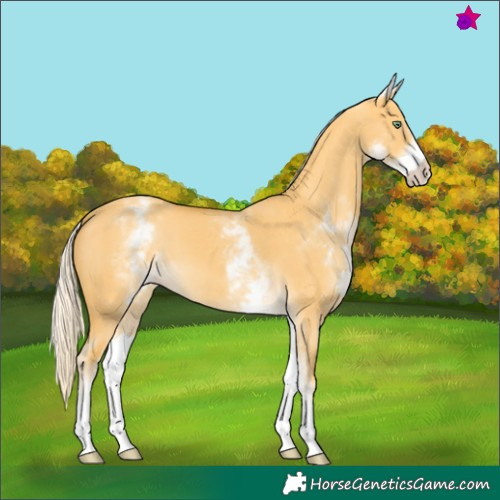 Horse Color:White Spotted Gold Cream Champagne Dun 