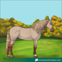Horse Color:Red Dun 