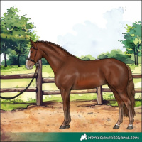 Horse Color:Chestnut Splash