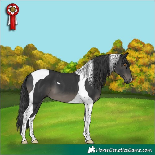 Horse Color:Black Tobiano 