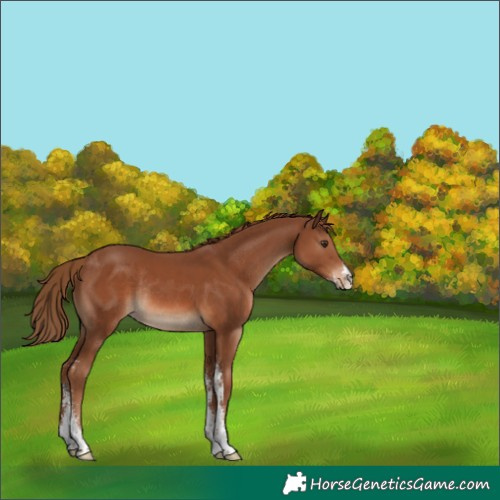 Horse Color:Chestnut Sabino Rabicano 