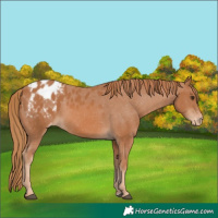 Horse Color:Chestnut Appaloosa 