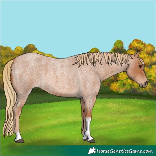 Horse Color:Red Roan Tobiano 