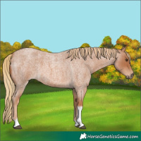 Horse Color:Red Roan Tobiano 