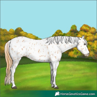 Horse Color:Chestnut Appaloosa