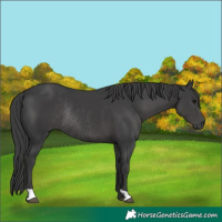 Horse Color:Black Rabicano